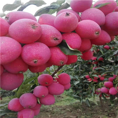 潤(rùn)太一號(hào)蘋果苗、大棚種植潤(rùn)太一號(hào)蘋果苗