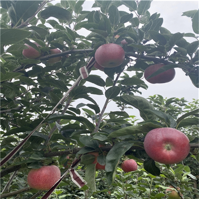 沂源紅蘋果苗、沂源紅蘋果苗