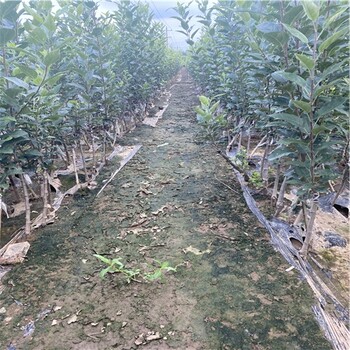 矮化瑞雪蘋果苗、推薦矮化瑞雪蘋果苗