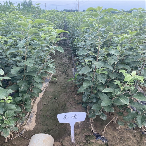 潤(rùn)太一號(hào)蘋果苗、種植潤(rùn)太一號(hào)蘋果苗