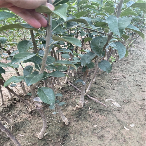 紅色美人蘋(píng)果苗、大棚種植紅色美人蘋(píng)果苗