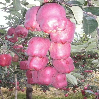 花牛苹果苗、怎样培育花牛苹果苗