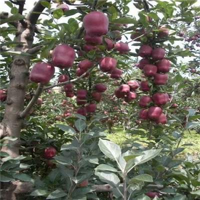 矮化水蜜桃蘋果苗、栽培矮化水蜜桃蘋果苗