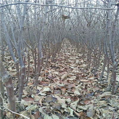 鸡心果树苗、大棚种植鸡心果树苗