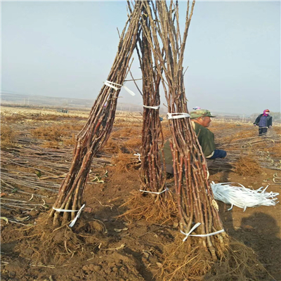 矮化短枝型苹果树苗、基地培育矮化短枝型苹果树苗