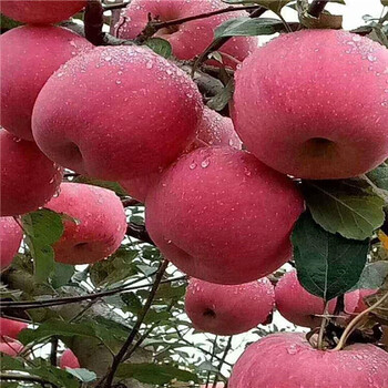 M26矮化自根砧木、露天種植M26矮化自根砧木