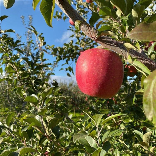 矮化双刀嫁接苹果树苗、栽培矮化双刀嫁接苹果树苗