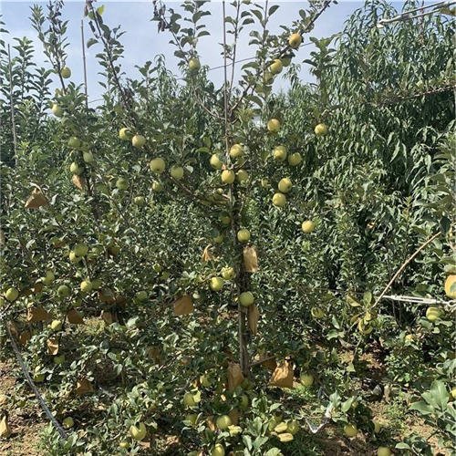 花牛苹果苗、推出花牛苹果苗