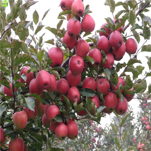 矮化煙富蘋(píng)果苗、基地培育矮化煙富蘋(píng)果苗