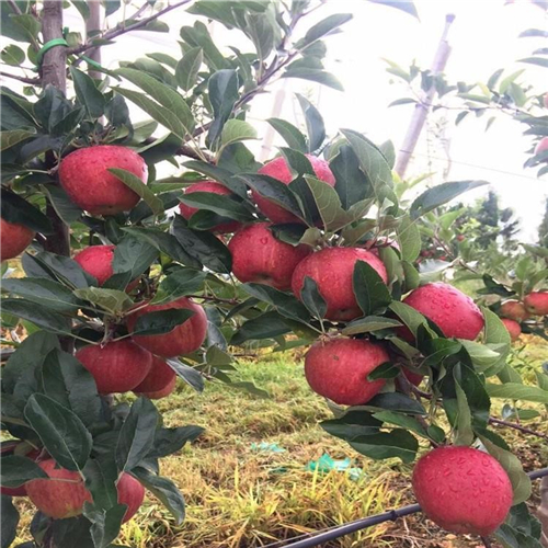 瑞丽苹果苗、露天种植瑞丽苹果苗