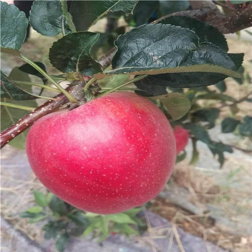 矮化水蜜桃蘋果苗、栽培矮化水蜜桃蘋果苗