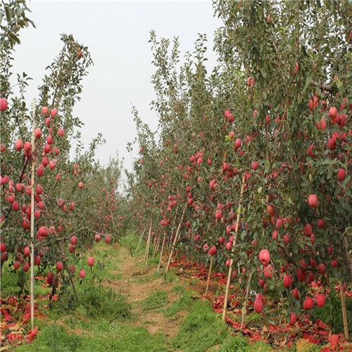 矮化双刀嫁接苹果树苗、管理矮化双刀嫁接苹果树苗