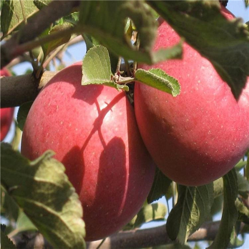 雙陽紅蘋果苗、好效益的雙陽紅蘋果苗