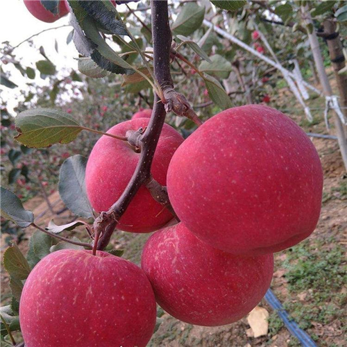 瑞丽苹果苗、露天种植瑞丽苹果苗