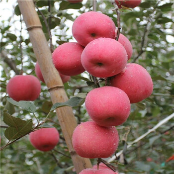 雞心果蘋果苗、南方種植雞心果蘋果苗