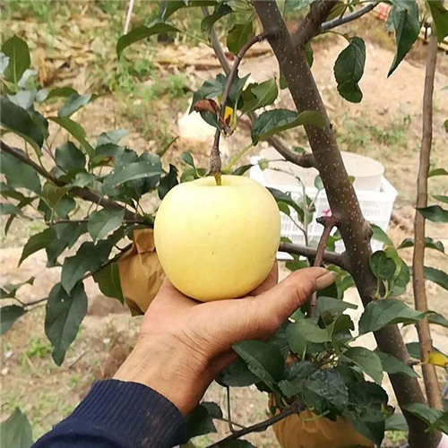 嫁接两次苹果苗、发展种植嫁接两次苹果苗