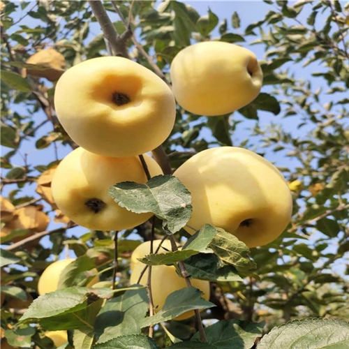 花牛苹果苗、推出花牛苹果苗