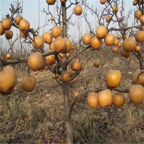 北方種植早生新水砂梨樹苗