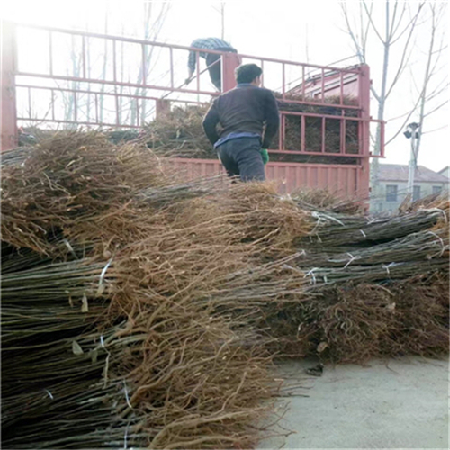 品種的白梨樹苗