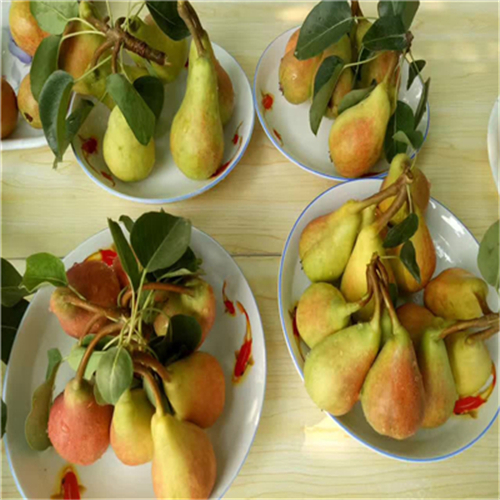 栽培黃寶石梨樹苗