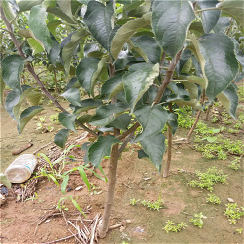 荒山綠化秋白梨樹苗