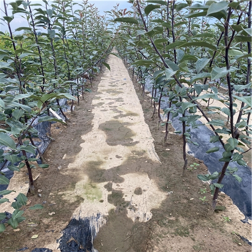 露天種植三季梨樹苗