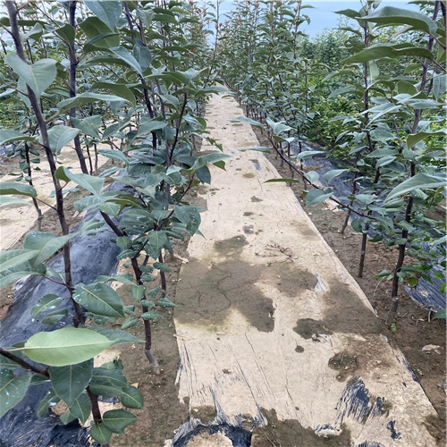 北方種植早生新水砂梨樹苗