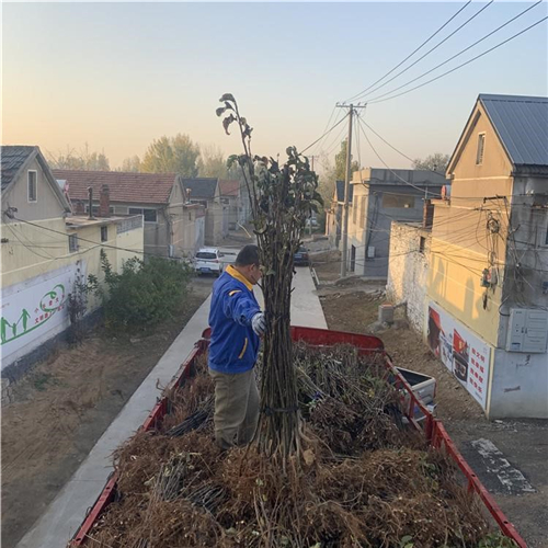 批發(fā)奧世紅梨樹苗