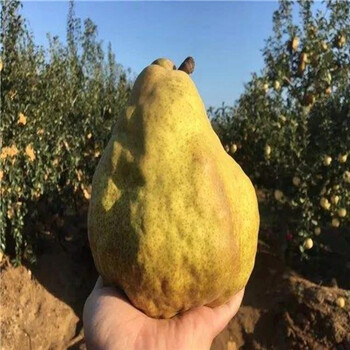 南方種植秋白梨樹(shù)苗