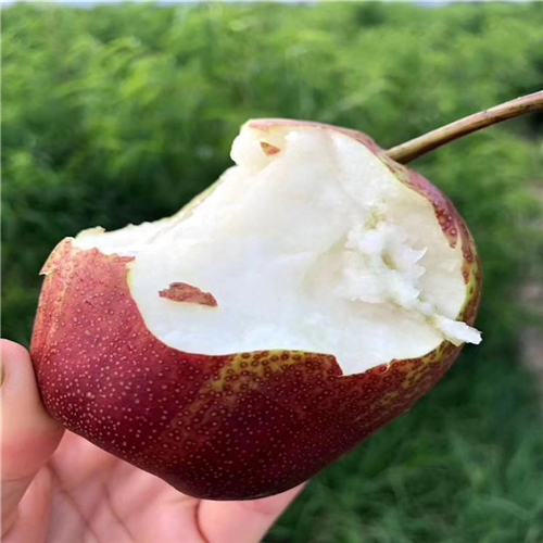 北方種植桂香梨樹苗