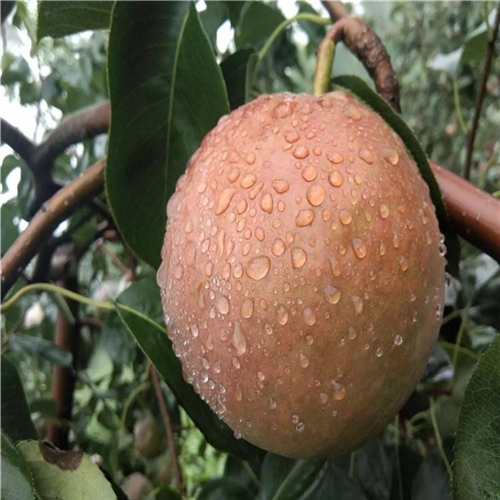 南方種植秋子梨樹(shù)苗
