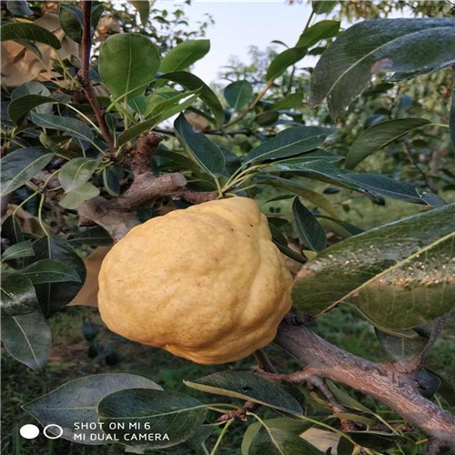 讓人信賴的紅梨一號(hào)樹苗