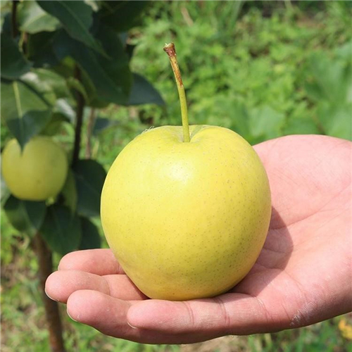 鑒定金紅梨樹(shù)苗