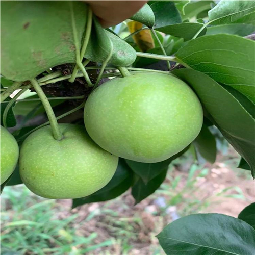 露天種植粉紅香蜜梨樹苗