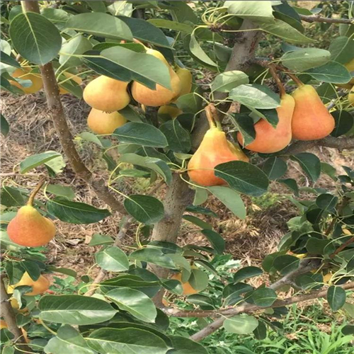 實(shí)地考察白梨樹(shù)苗