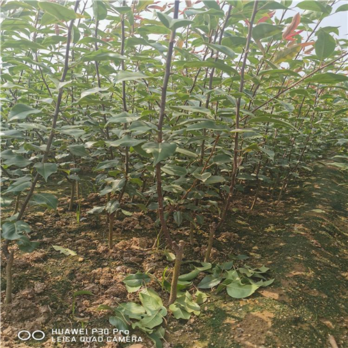怎樣選購(gòu)紅月梨樹(shù)苗