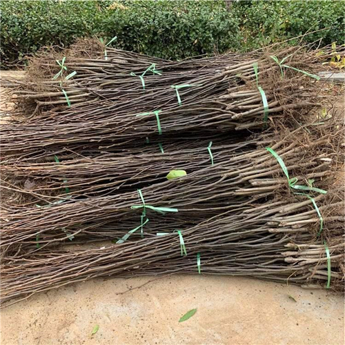 荒山綠化巴梨樹苗