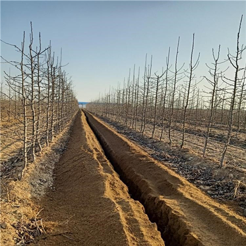 露天種植日本蜜梨樹苗