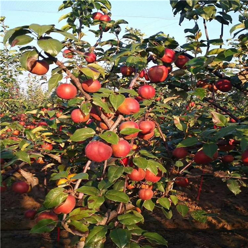 鑒定奧世紅梨樹苗
