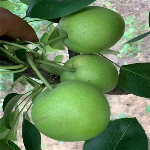 關(guān)于黃金梨樹苗