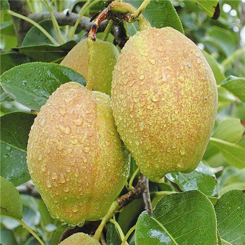 大棚種植三季梨樹(shù)苗