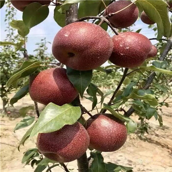 引進(jìn)沙梨樹(shù)苗