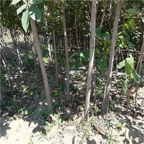 赤柿樹苗、赤柿樹苗培育方法