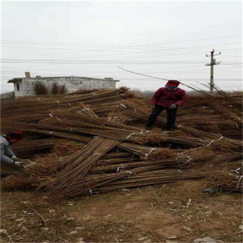 西梅法兰西李子苗种植前景