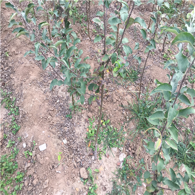 夏紅蘋果苗詳細(xì)介紹