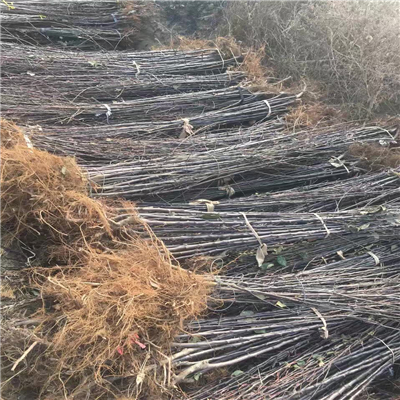 矮化魯麗蘋果苗基地