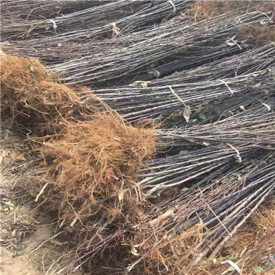 新喬納金蘋果苗幾年結(jié)果