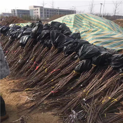 M9T337矮化自根砧木蘋果苗近期價格