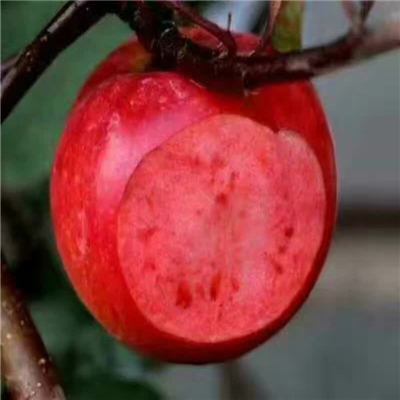 M9T337矮化中間砧木蘋(píng)果苗基地