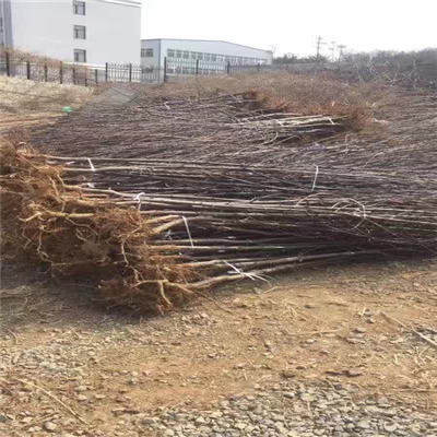 鲁丽苹果苗种植前景